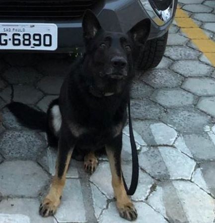 Cachorro da PM encontra drogas em fundo falso de carro em Ubatuba
