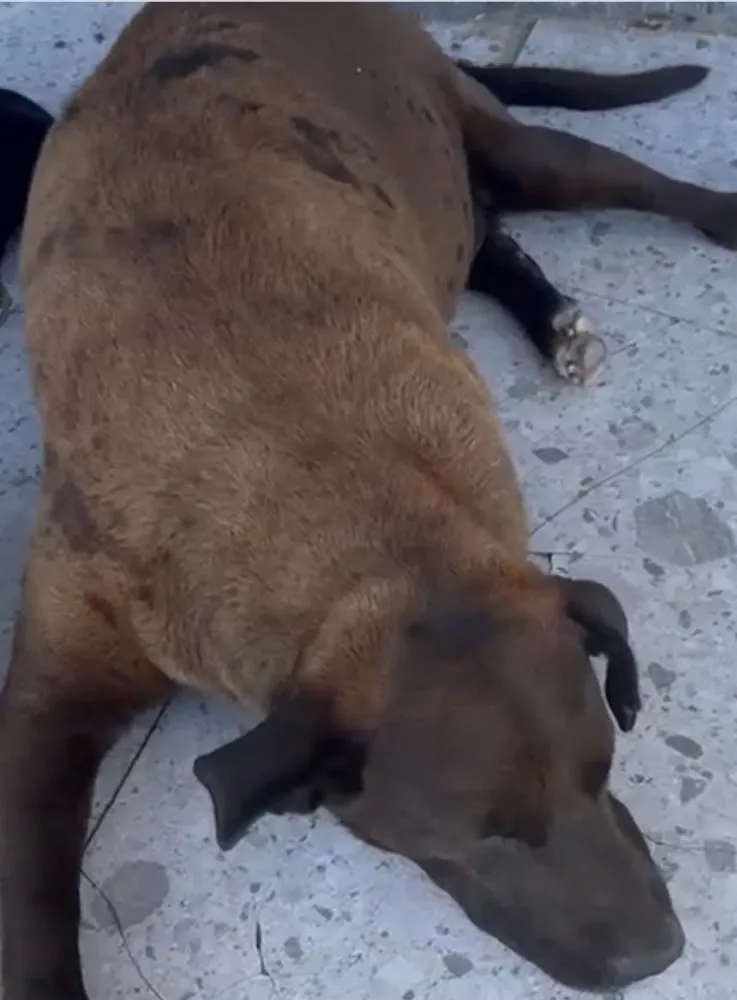 Perneta era uma figura conhecida nas ruas de Boiçucanga e recebeu cuidados de protetoras e moradores ao longo dos anos. Sua morte reacende o debate sobre a situação dos animais em condição de rua.