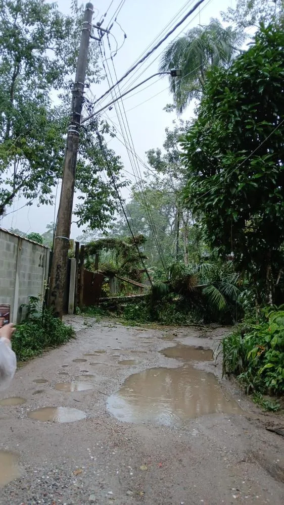 Queda de árvore derrubou um poste e atingiu a rede elétrica na Rua Caminho do Meio, no Sertão de Camburi.
